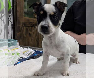 Mutt Dogs for adoption in Chico, CA, USA