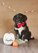 Small Photo #8 Aussiedoodle Puppy For Sale in MONTROSE, CO, USA