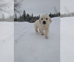 Puppy 8 Golden Retriever