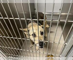 German Shepherd Dog-Unknown Mix Dogs for adoption in Modesto, CA, USA