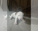 Puppy Puppy 3 America Bandogge Mastiff-American Bully Mix