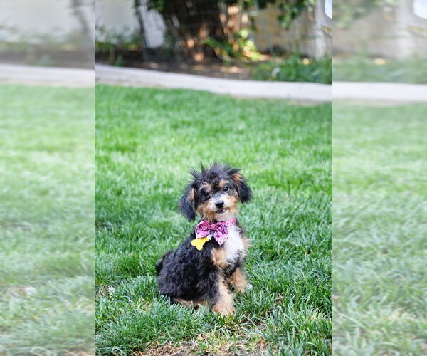 Medium Photo #2 Poodle (Toy) Puppy For Sale in Sandy, UT, USA