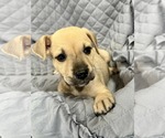 Small #1 German Shepherd Dog Mix