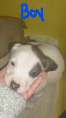 American Pit Bull Terrier Puppy for sale in NEW CASTLE, IN, USA
