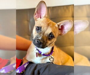 Chihuahua Dogs for adoption in Boston, MA, USA