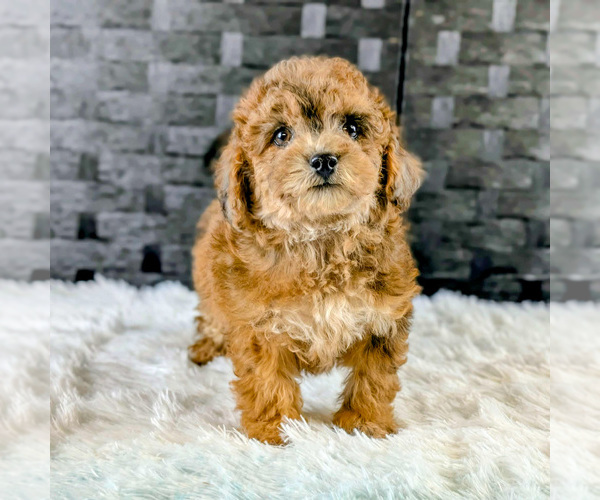 Medium Photo #2 Poochon Puppy For Sale in CAPAC, MI, USA