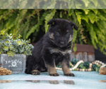 Small #1 German Shepherd Dog