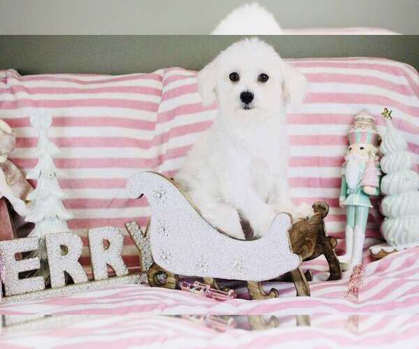 Medium Photo #1 Maltese Puppy For Sale in CINCINNATI, OH, USA