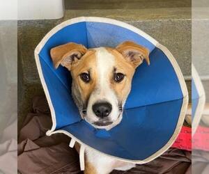 American Staffordshire Terrier Dogs for adoption in San Antonio, TX, USA