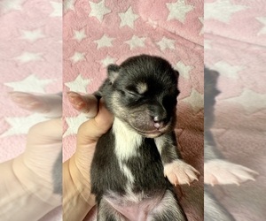 Pomsky-Shiba Inu Mix Puppy for sale in NASHUA, NH, USA