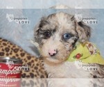 Small Photo #13 Australian Shepherd-Poodle (Toy) Mix Puppy For Sale in SANGER, TX, USA