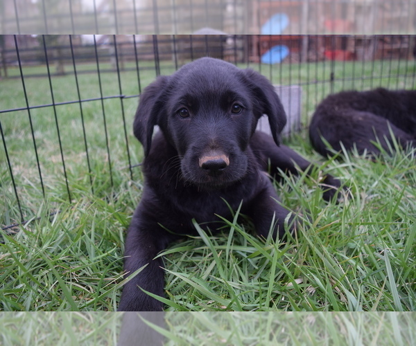 Medium Photo #4 German Shepherd Dog-Goldendoodle Mix Puppy For Sale in CULPEPER, VA, USA