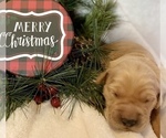 Small Photo #23 Golden Retriever Puppy For Sale in RICHMOND, TX, USA