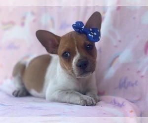 French Bulldog-Jack Russell Terrier Mix Puppy for sale in LAKELAND, FL, USA