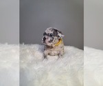 Small Photo #15 French Bulldog Puppy For Sale in PORT READING, NJ, USA