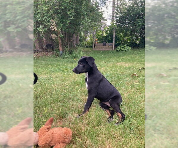 Medium Photo #1 Mutt Puppy For Sale in Garden City, NY, USA