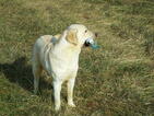 Small Photo #2 Labrador Retriever Puppy For Sale in MARYDEL, MD, USA
