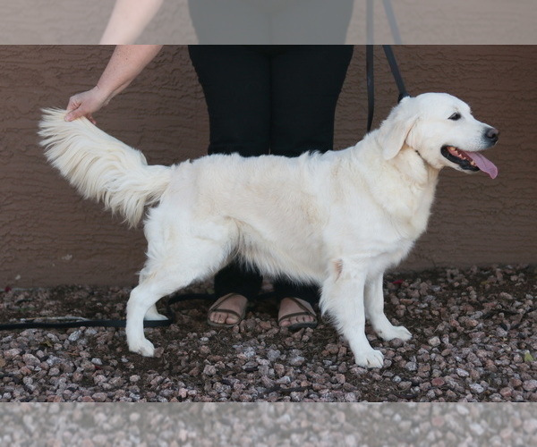 Medium Photo #1 English Cream Golden Retriever Puppy For Sale in BUCKEYE, AZ, USA
