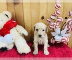 Small Photo #2 Goldendoodle Puppy For Sale in TRENTON, MO, USA