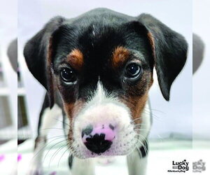 Beagle-Unknown Mix Dogs for adoption in Washington, DC, USA