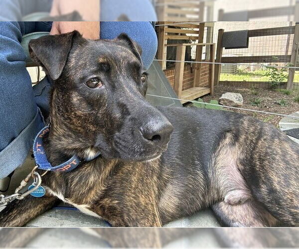 Medium Photo #15 Labrador Retriever-Unknown Mix Puppy For Sale in Greenbelt, MD, USA