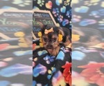 Small #2 Yorkshire Terrier