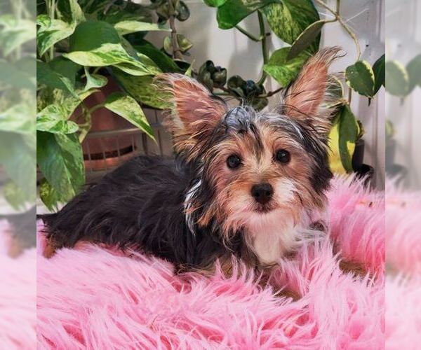Medium Photo #8 Mutt Puppy For Sale in Tustin, CA, USA