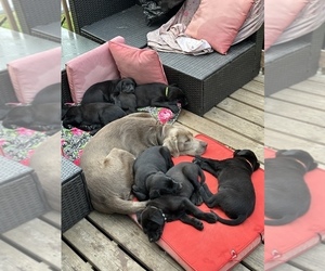 Father of the Labrador Retriever puppies born on 06/26/2023