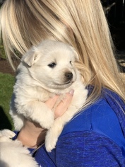 American Eskimo Dog Puppy for sale in OREGON CITY, OR, USA