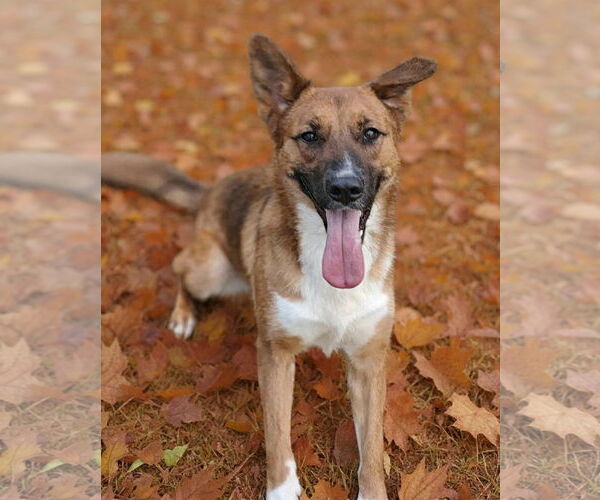 Medium Photo #5 Mutt Puppy For Sale in Talladega, AL, USA