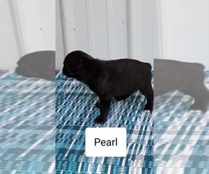 Mountain Cur Puppy for sale in CLARKRANGE, TN, USA