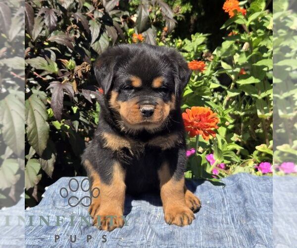Medium Photo #4 Rottweiler Puppy For Sale in SHIPPENSBURG, PA, USA