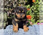 Nutmeg - Male Rottweiler Puppy for Sale - Photo #4