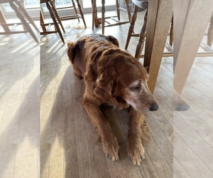 Mother of the Golden Retriever puppies born on 08/04/2025