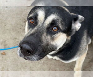 German Shepherd Dog Dogs for adoption in Tulsa, OK, USA