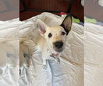 Small Photo #4 Mutt Puppy For Sale in Davis, CA, USA