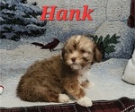 Small #4 Havanese