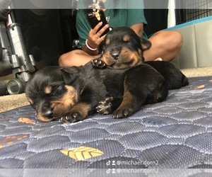 Rottweiler Puppy for sale in TOMS RIVER, NJ, USA