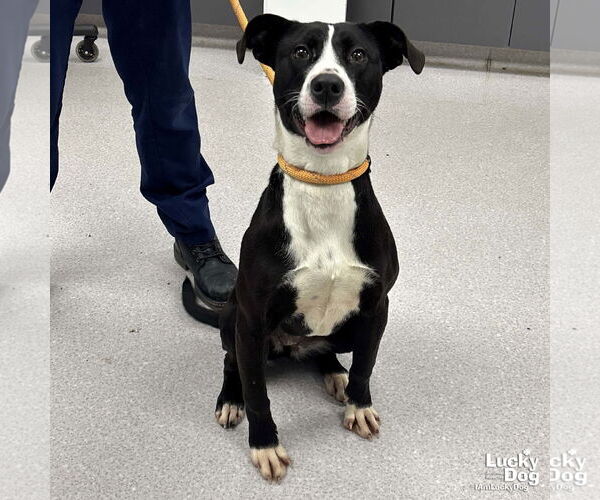 Medium Photo #2 Labrador Retriever-Unknown Mix Puppy For Sale in Washington, DC, USA