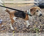 Small Photo #4 Beagle Puppy For Sale in Melrose, FL, USA