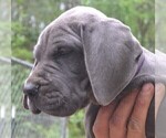 Small #1 Great Dane