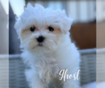 Small #2 Maltese