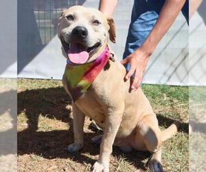 American Staffordshire Terrier Dogs for adoption in San Antonio, TX, USA
