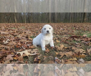 English Cream Golden Retriever Puppy for sale in DAWSONVILLE, GA, USA