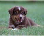 Puppy Flynn Miniature Australian Shepherd