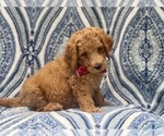 Small Photo #1 Goldendoodle-Poodle (Standard) Mix Puppy For Sale in LAKELAND, FL, USA