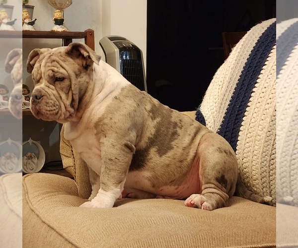 Medium Photo #14 American Bully Puppy For Sale in MARTELL, NE, USA