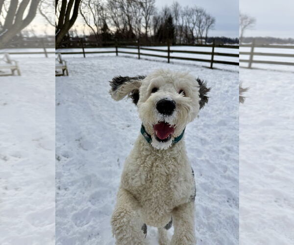 Medium Photo #1 Old English Sheepdog Puppy For Sale in Landenberg, PA, USA