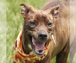 Small Labrador Retriever-Plott Hound Mix