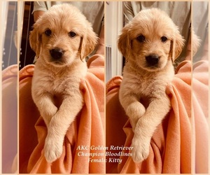 Golden Retriever Puppy for Sale in SUGAR LAND, Texas USA